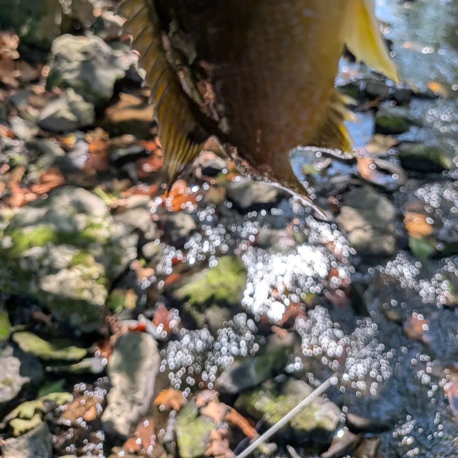 Green sunfish caught on Fishbrain