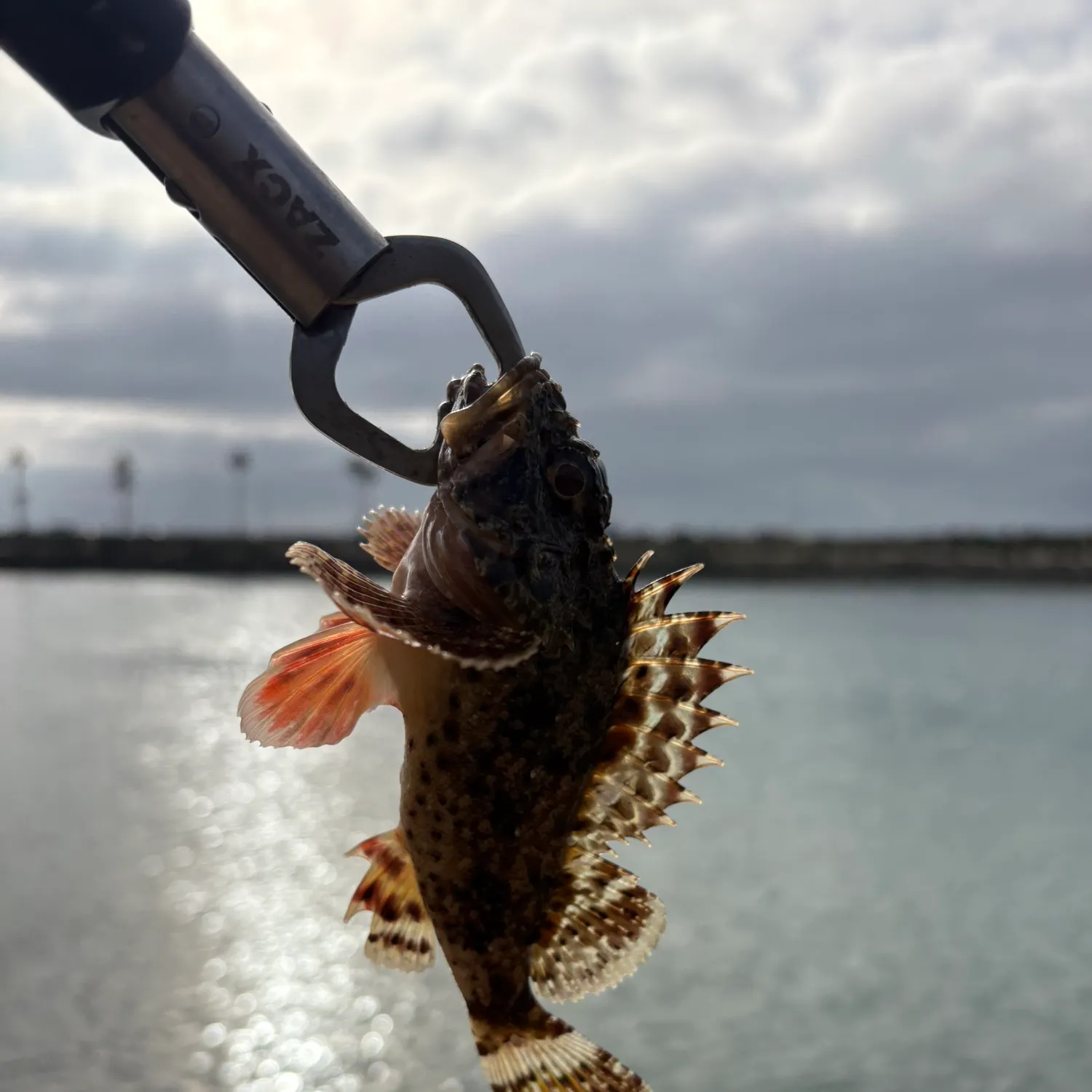 The most recent California scorpionfish catches on Fishbrain