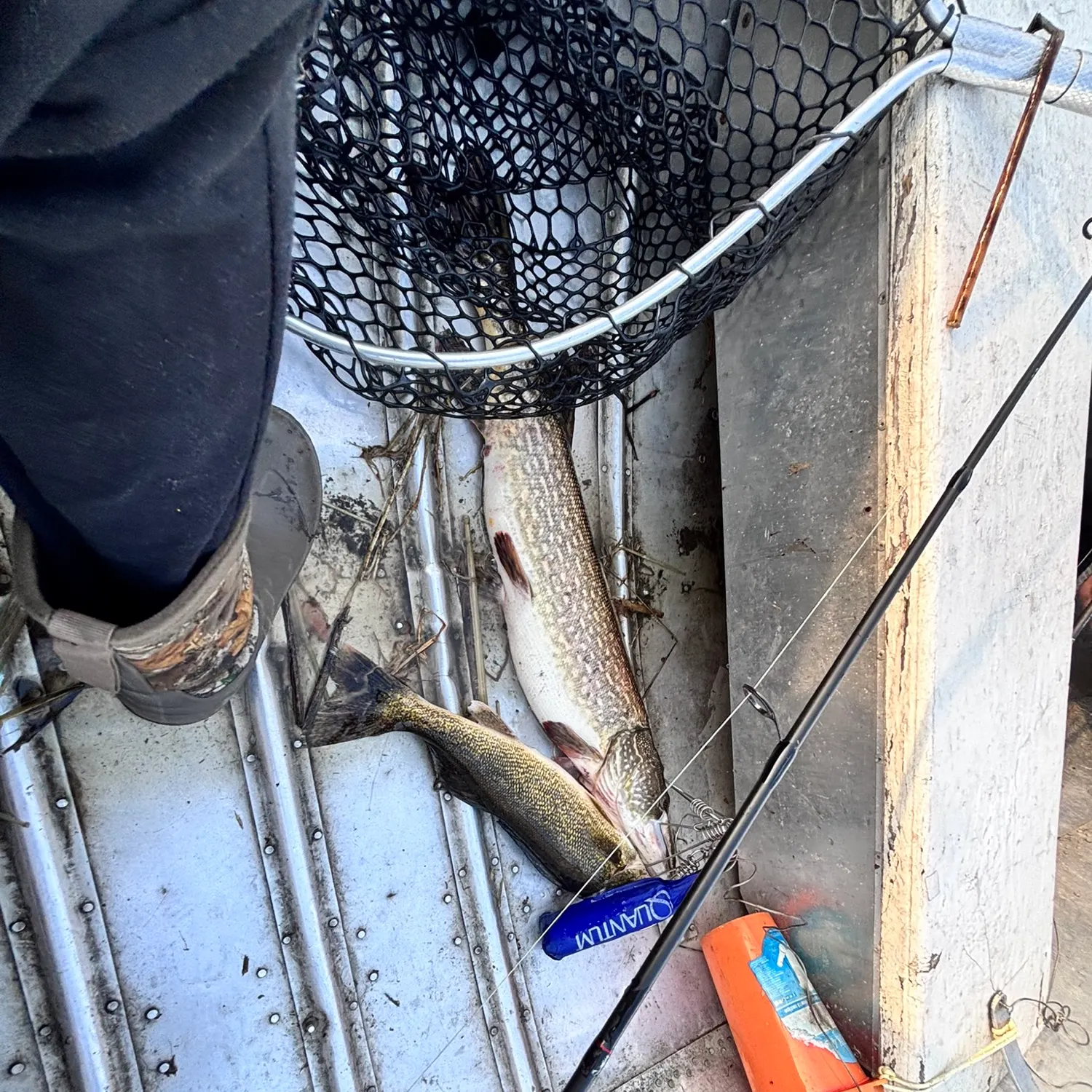 The most recent Sauger catches on Fishbrain