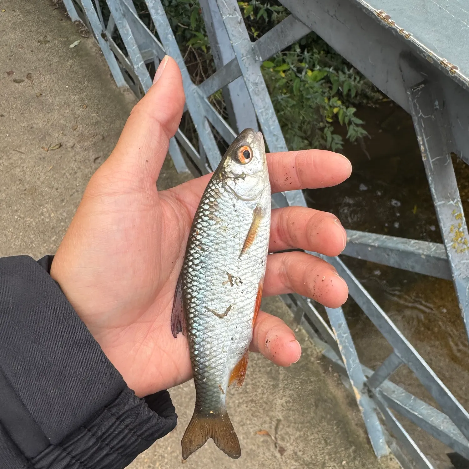 Common roach caught on Fishbrain