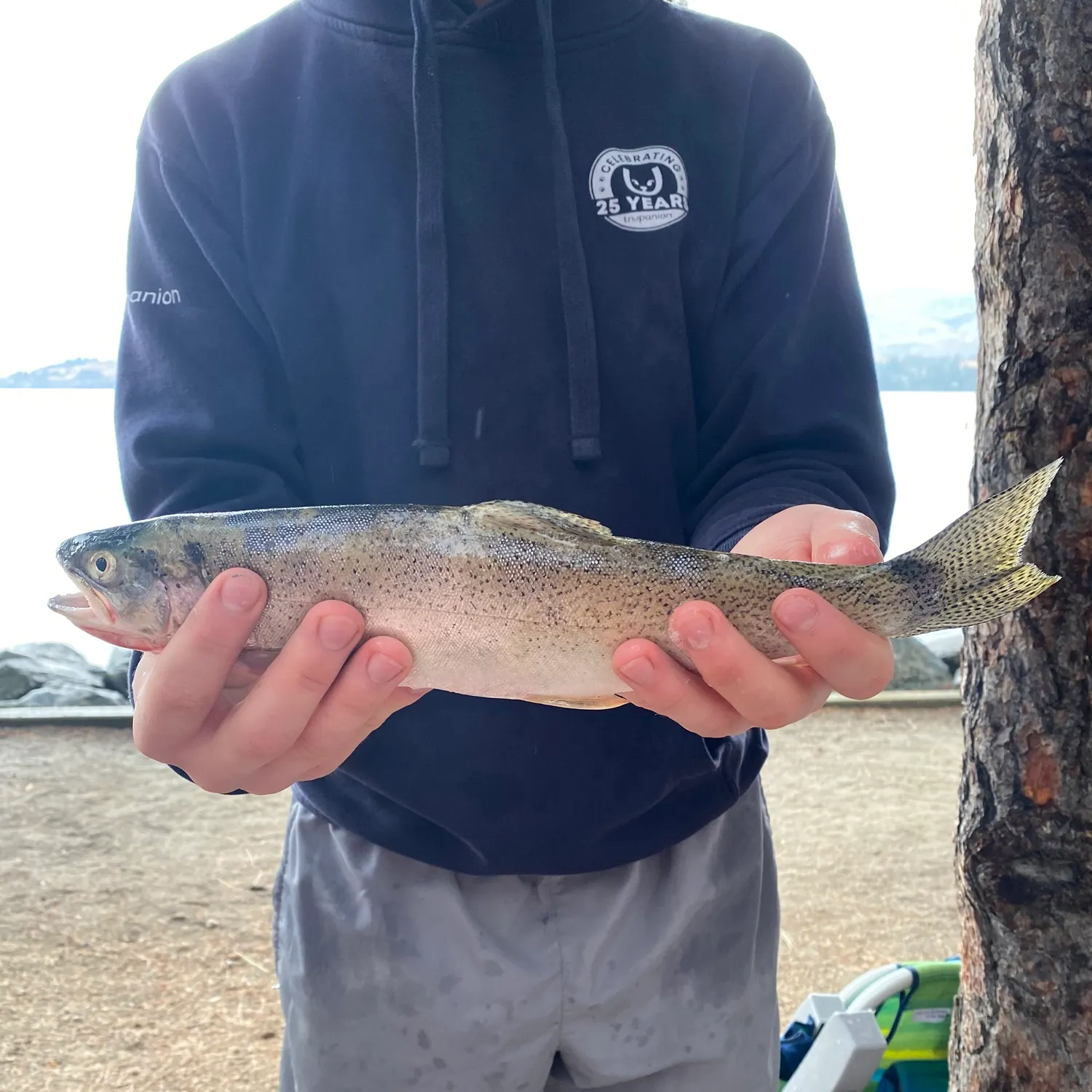 Rainbow trout caught on Fishbrain