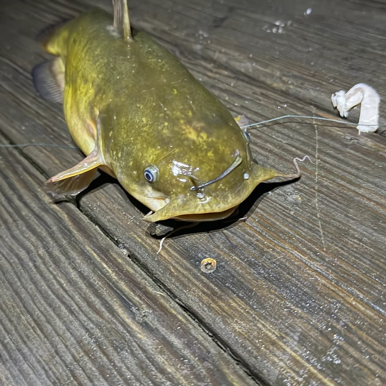 Yellow bullhead caught on Fishbrain