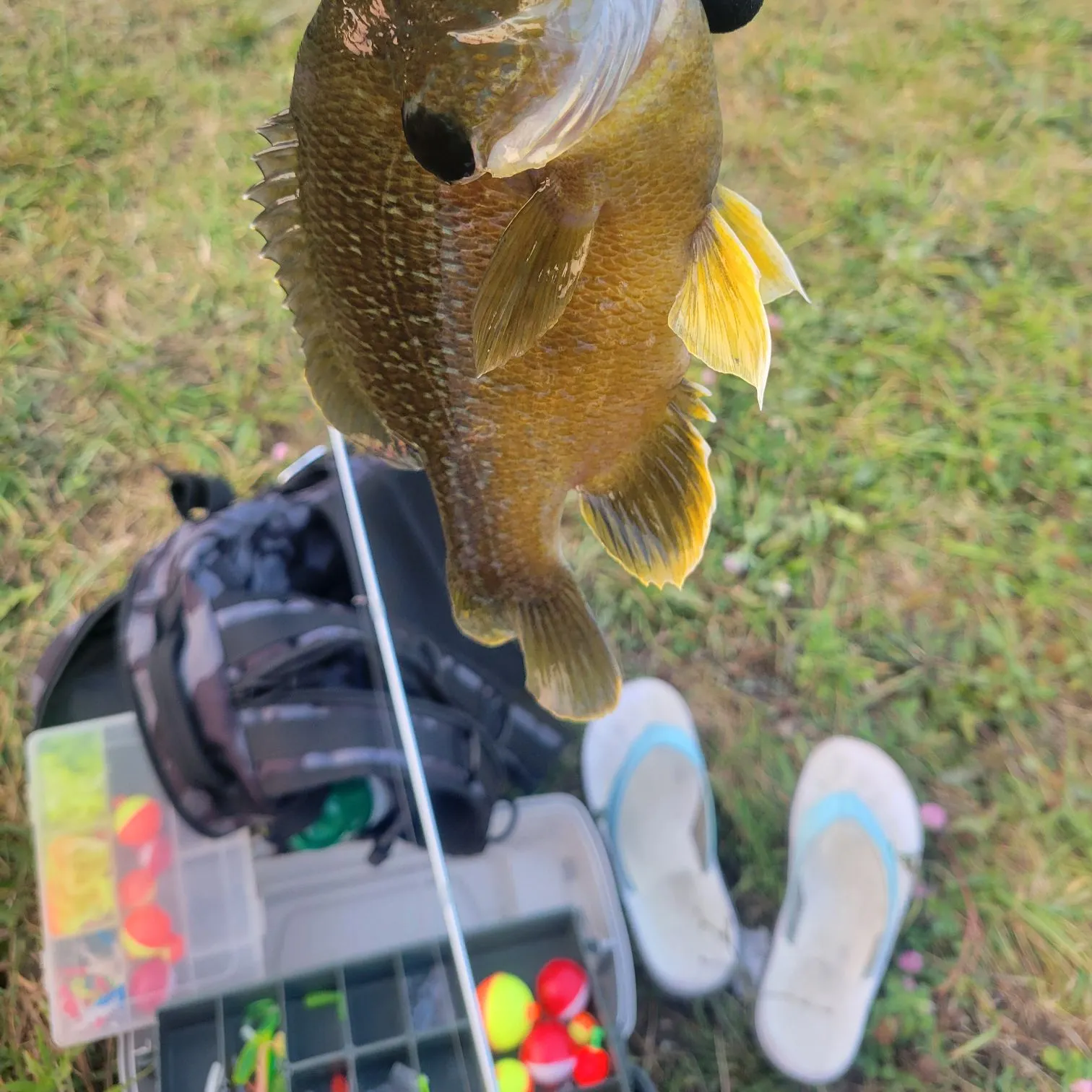 Greengill hybrid caught on Fishbrain