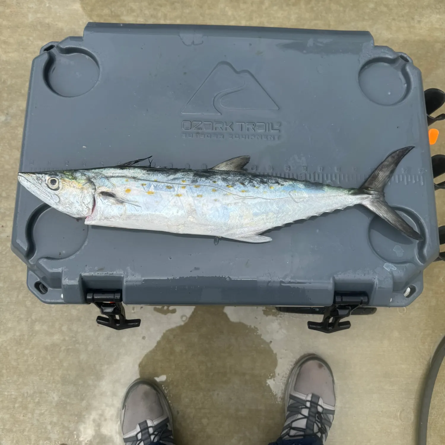 Spanish mackerel caught on Fishbrain