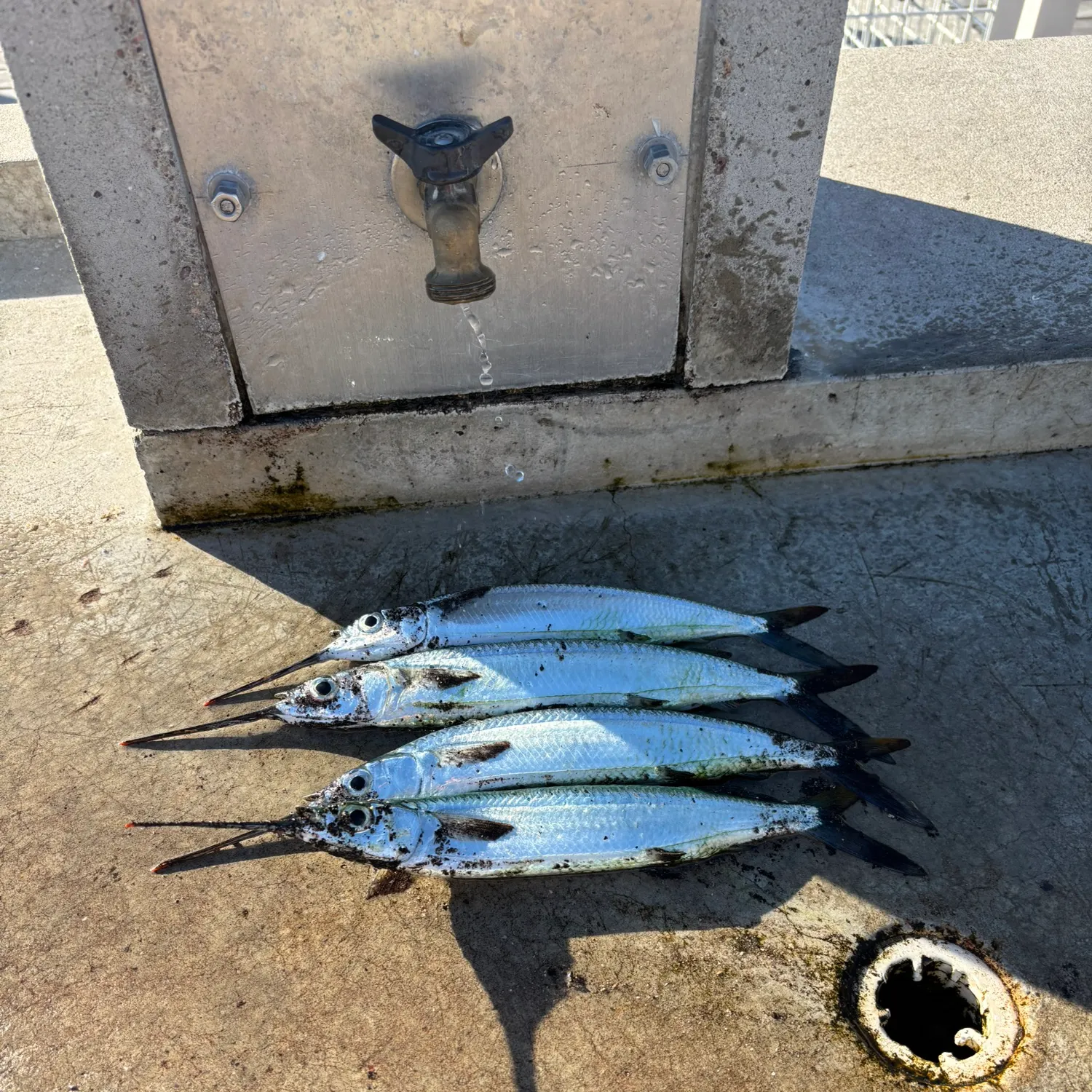 The most recent Ballyhoo halfbeak catches on Fishbrain
