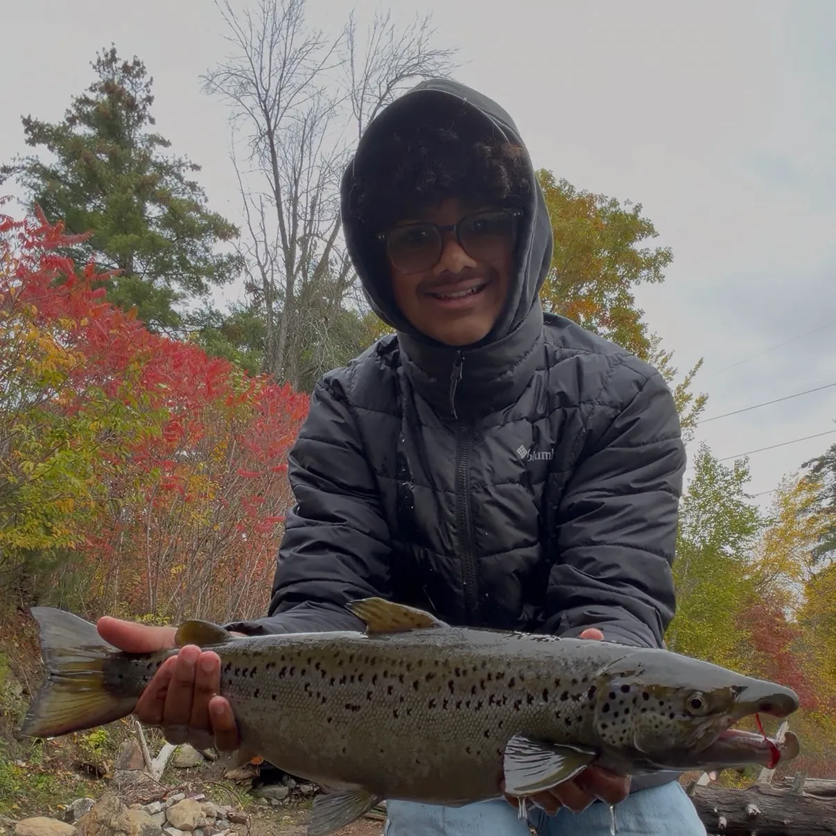 The most recent Landlocked atlantic salmon catches on Fishbrain