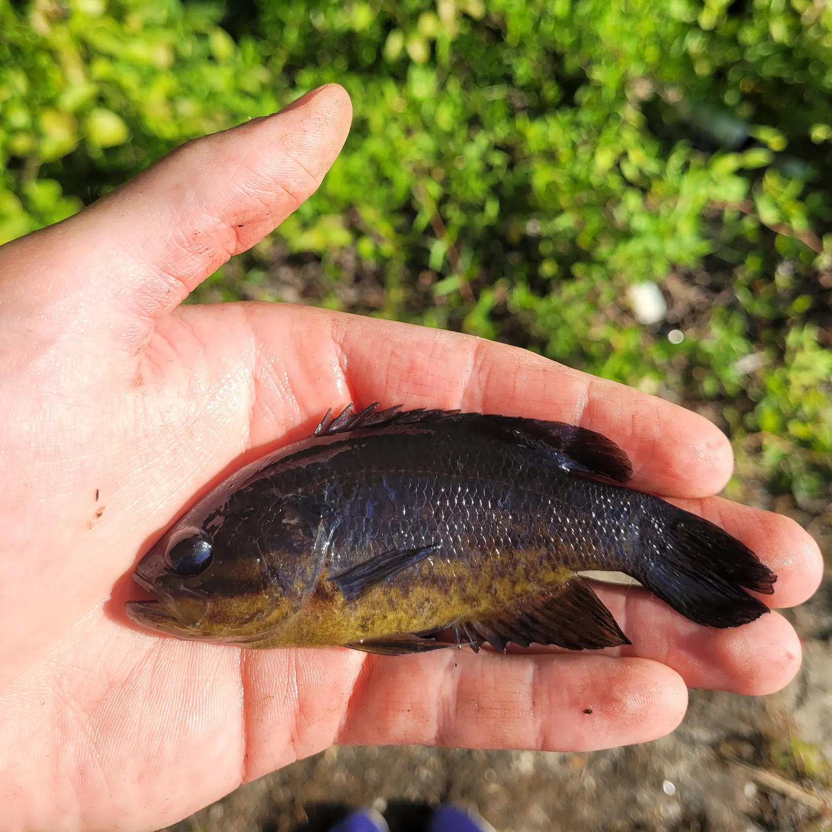 The most recent Mud sunfish catches on Fishbrain