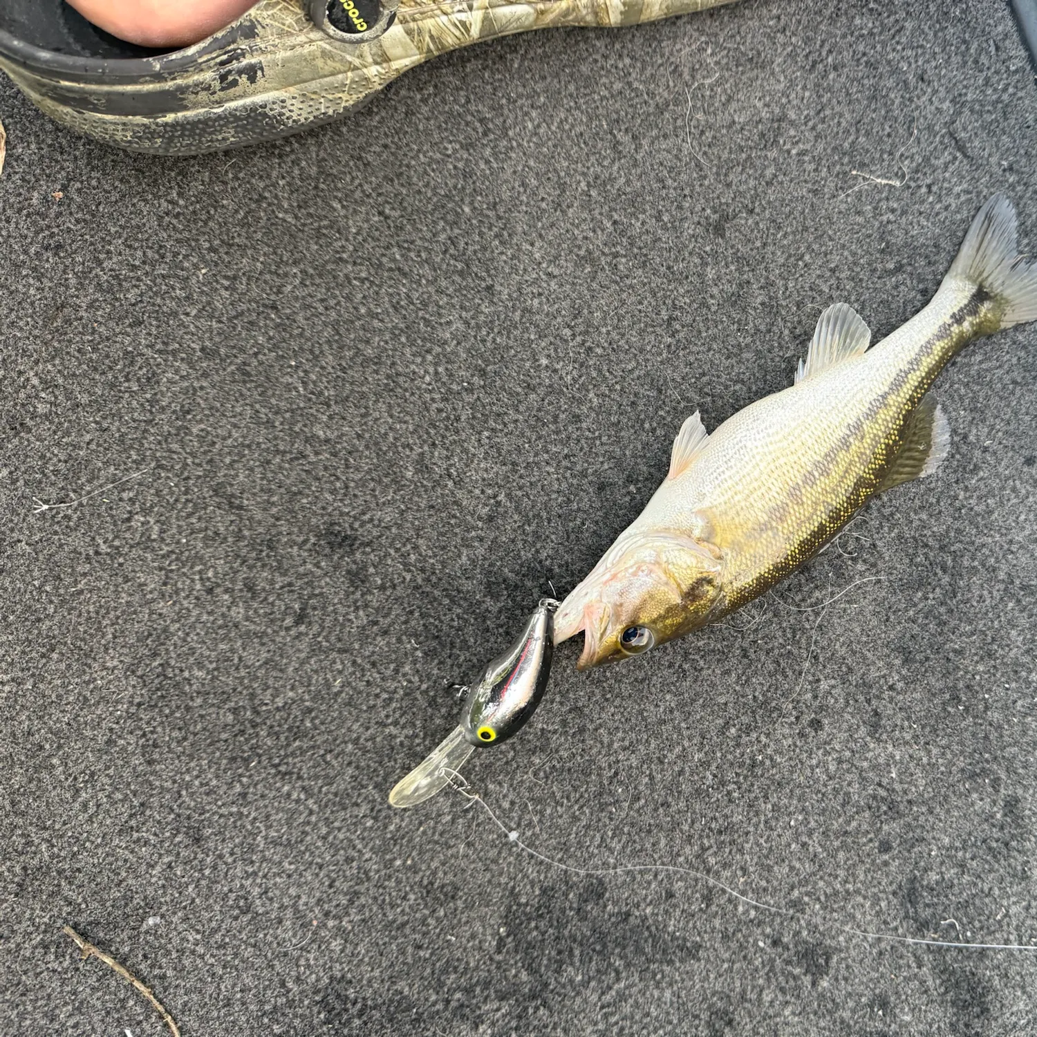 Spotted bass caught on Fishbrain