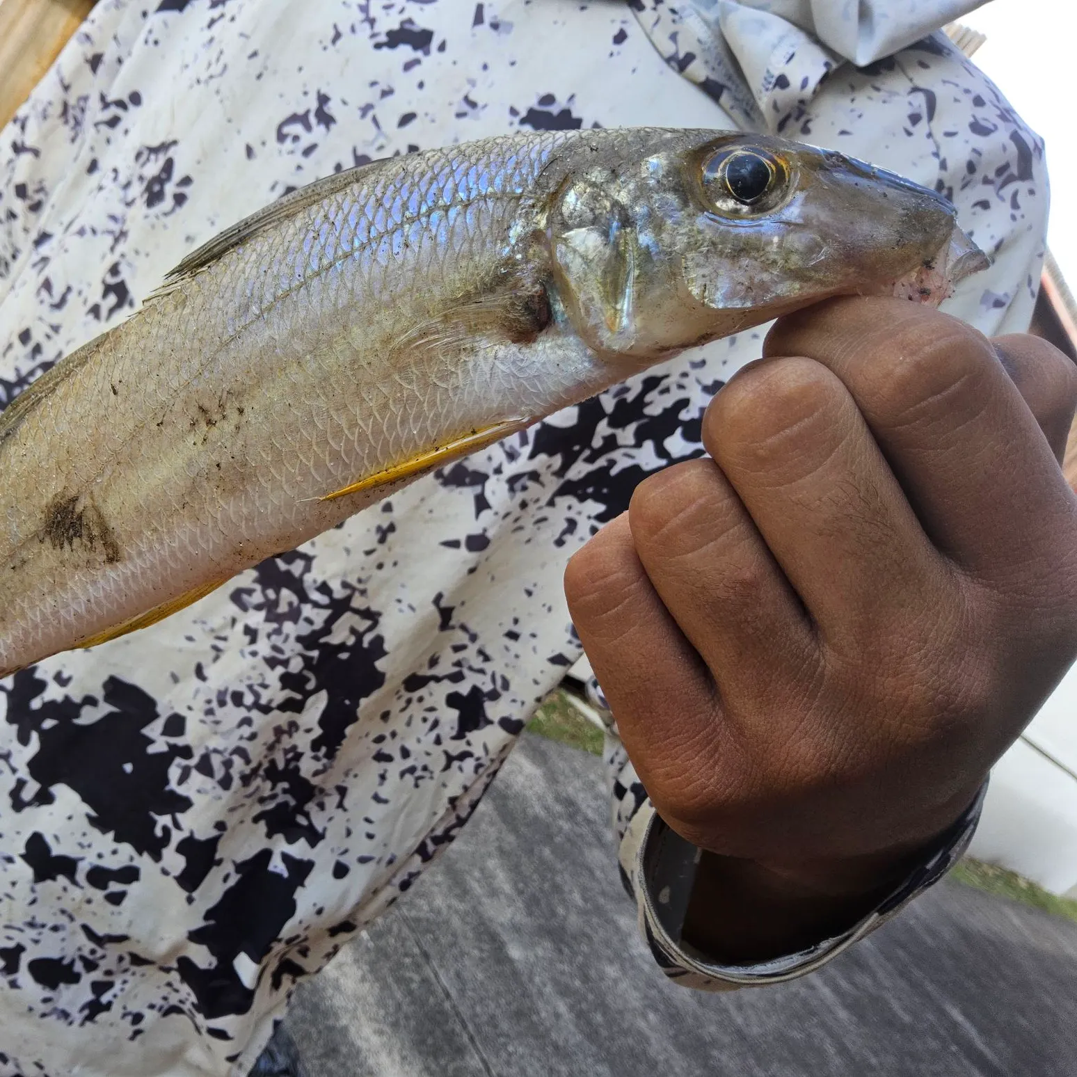 Sand sillago caught on Fishbrain