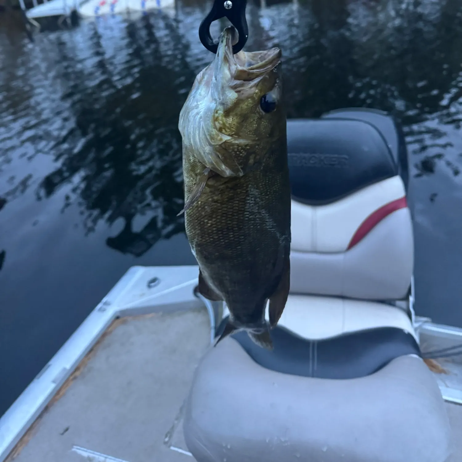 Smallmouth bass caught on Fishbrain