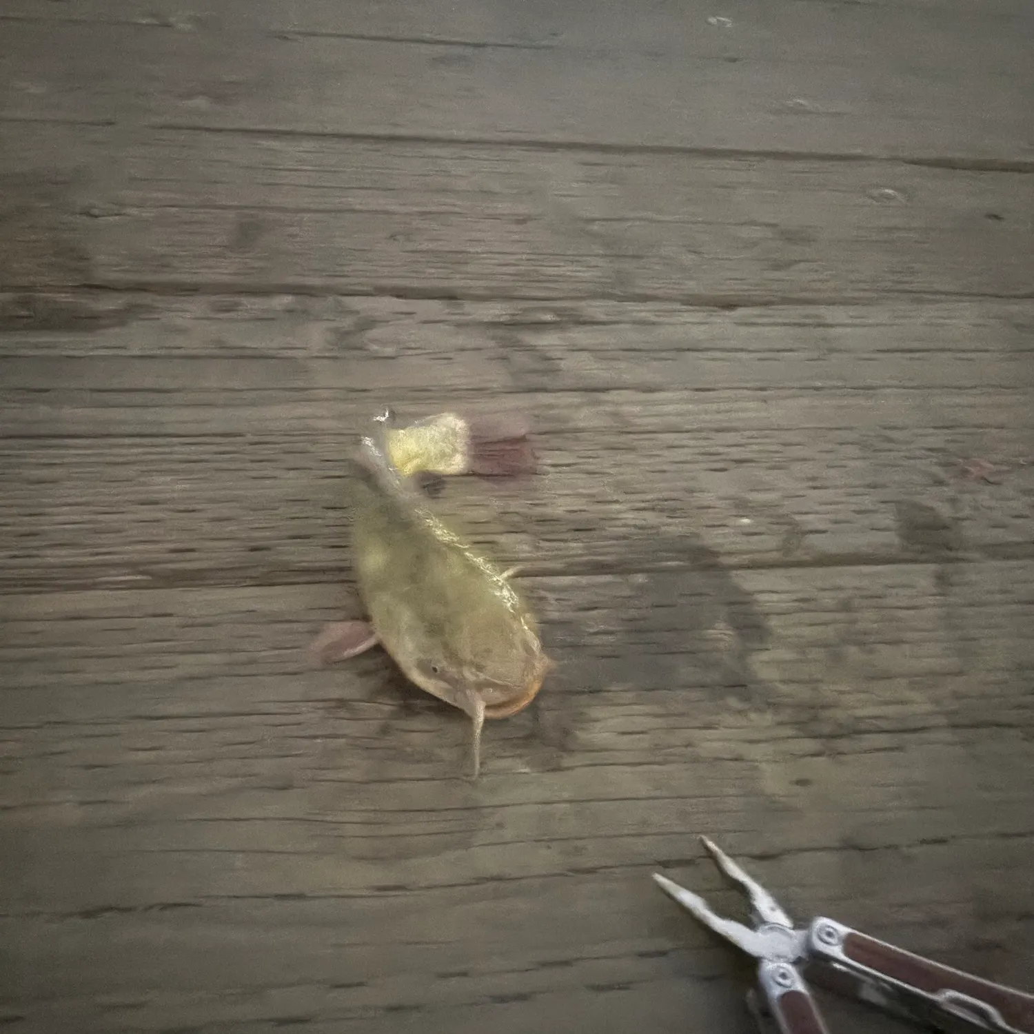 Channel catfish caught on Fishbrain