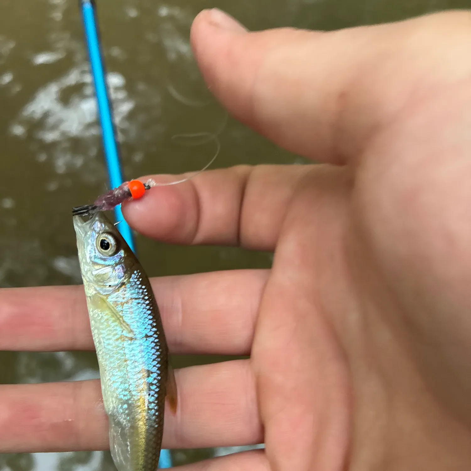 Dark chub caught on Fishbrain