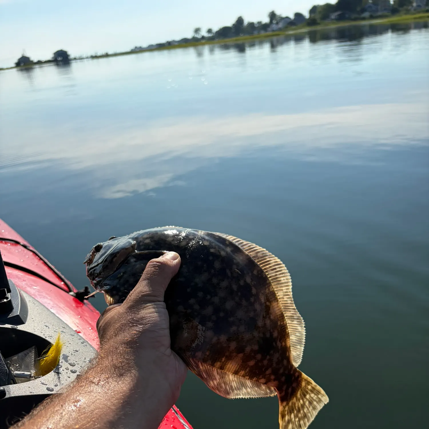 Summer flounder caught on Fishbrain