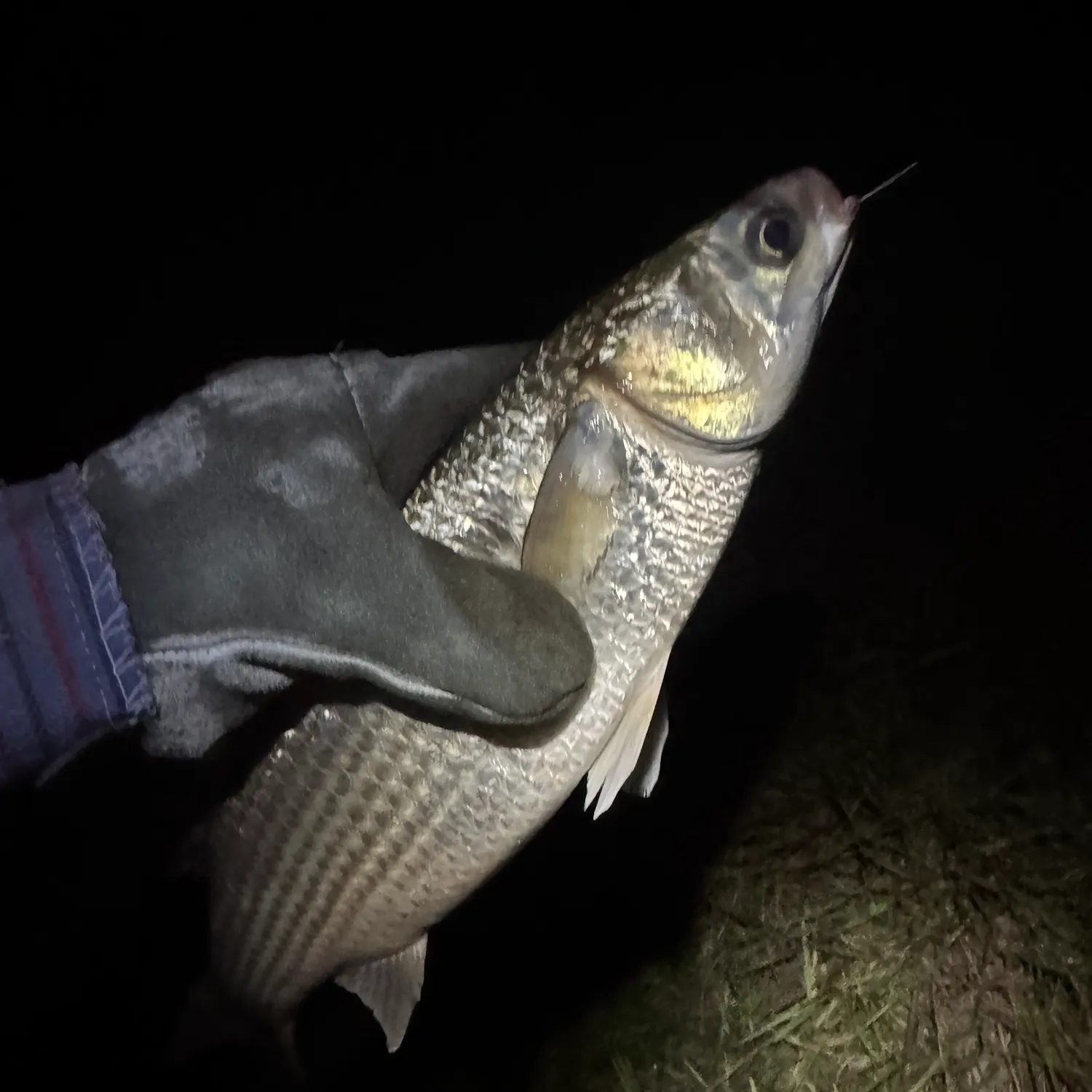 The most recent Striped mullet catches on Fishbrain