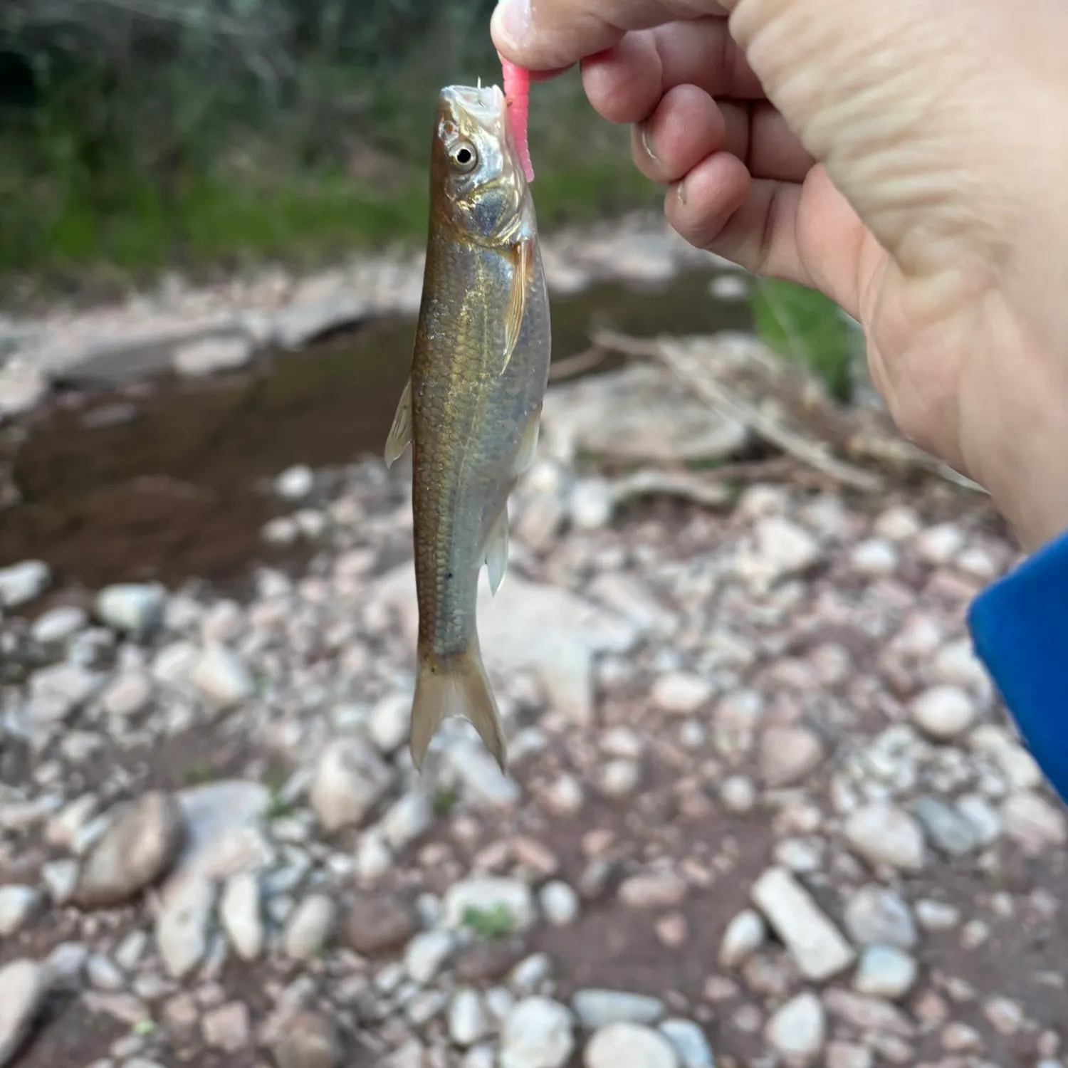 The most recent Flathead chub catches on Fishbrain