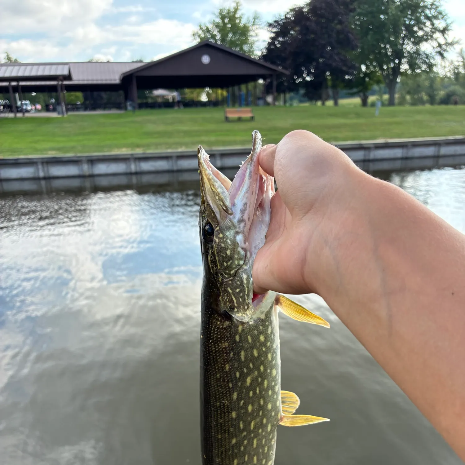 Northern pike caught on Fishbrain