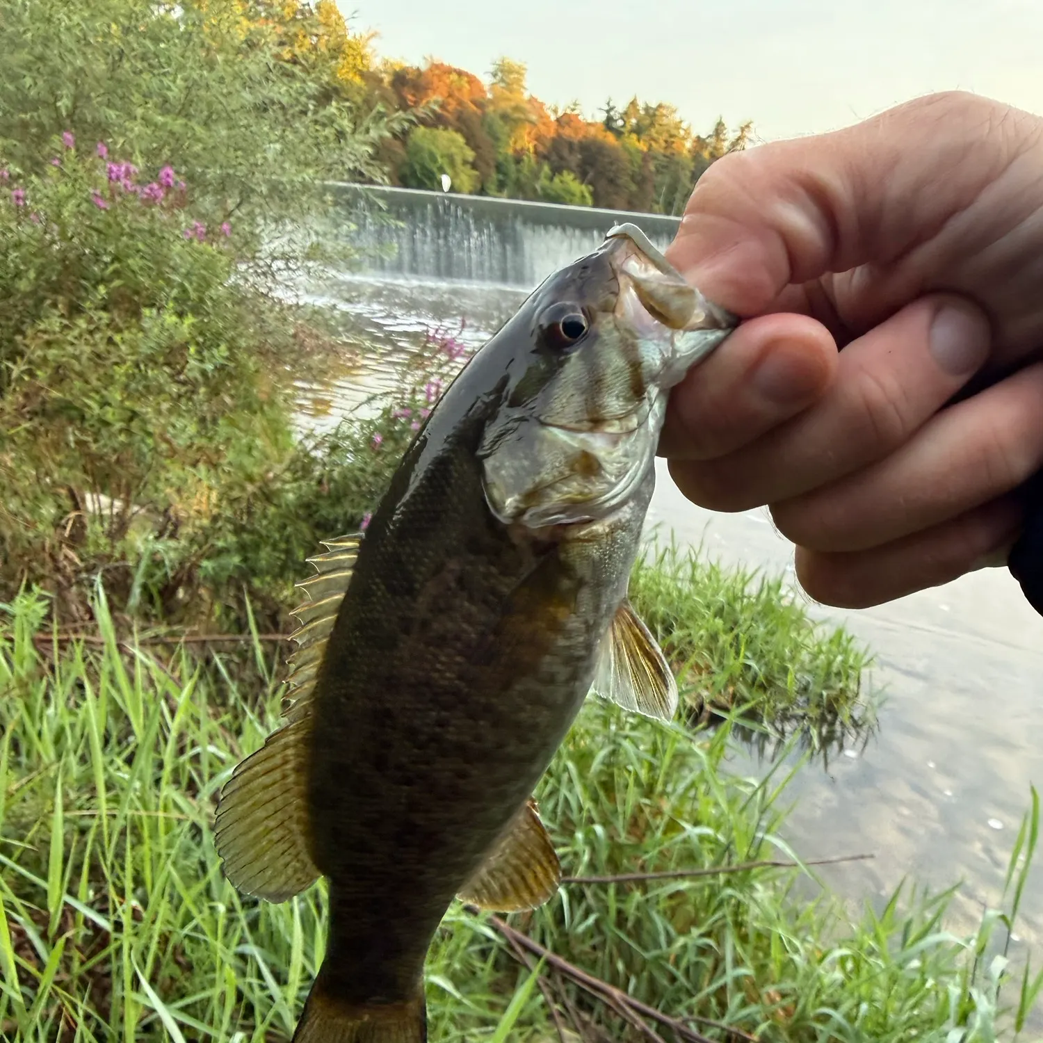 Smallmouth bass caught on Fishbrain