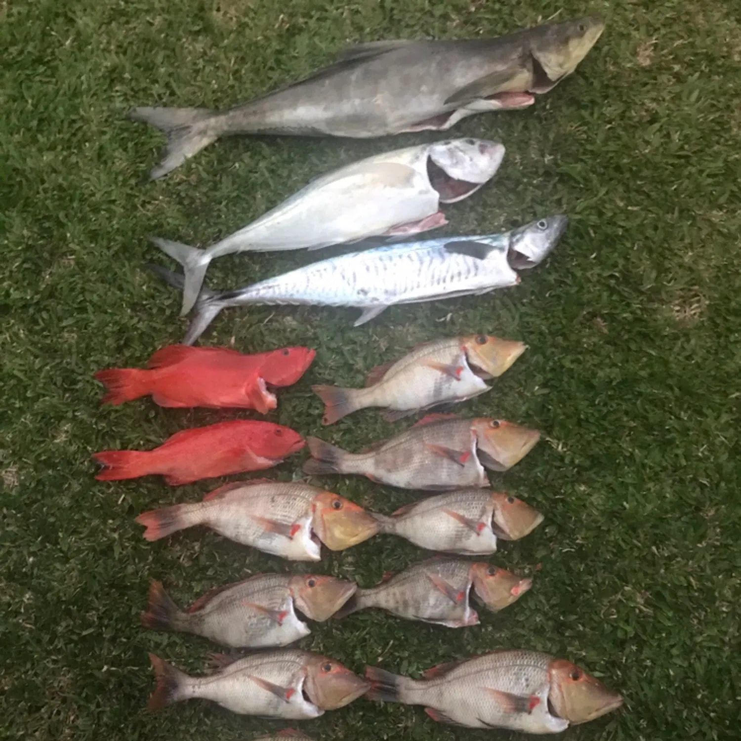 recently logged catches