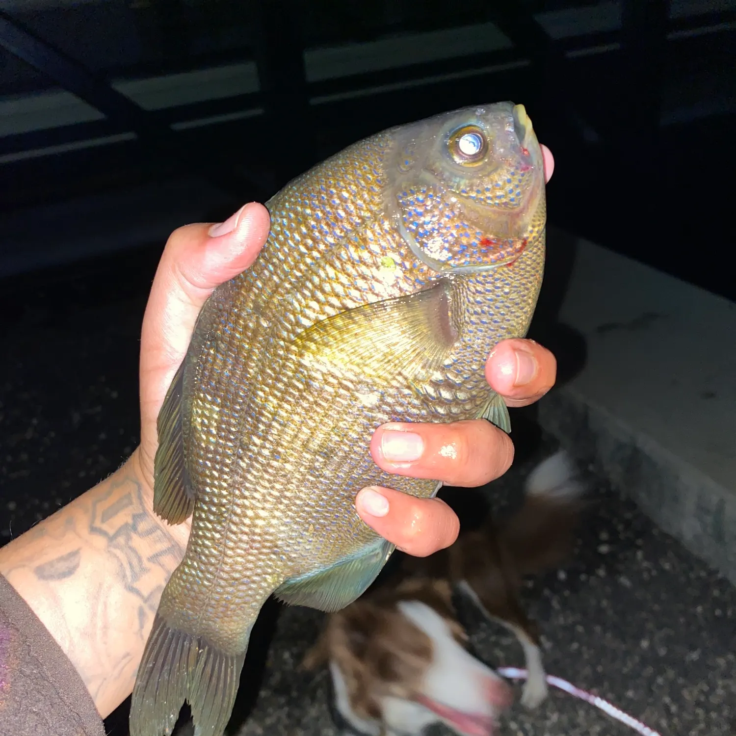 recently logged catches