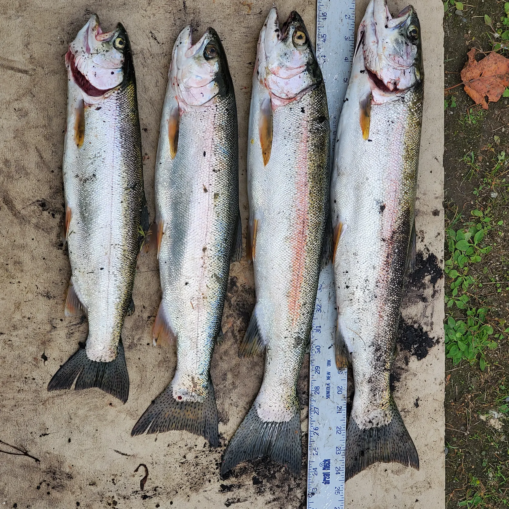 recently logged catches