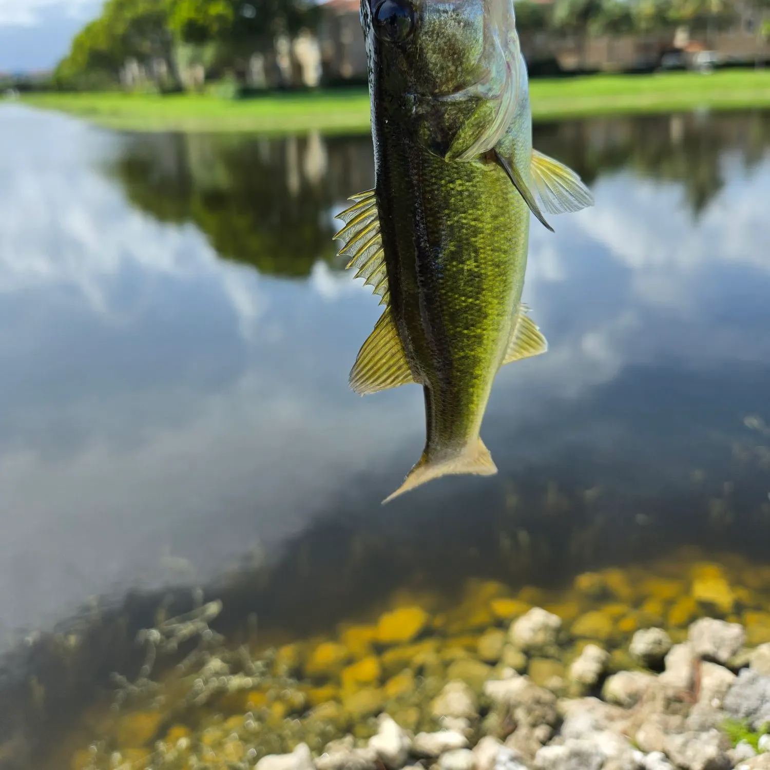 Largemouth bass caught on Fishbrain