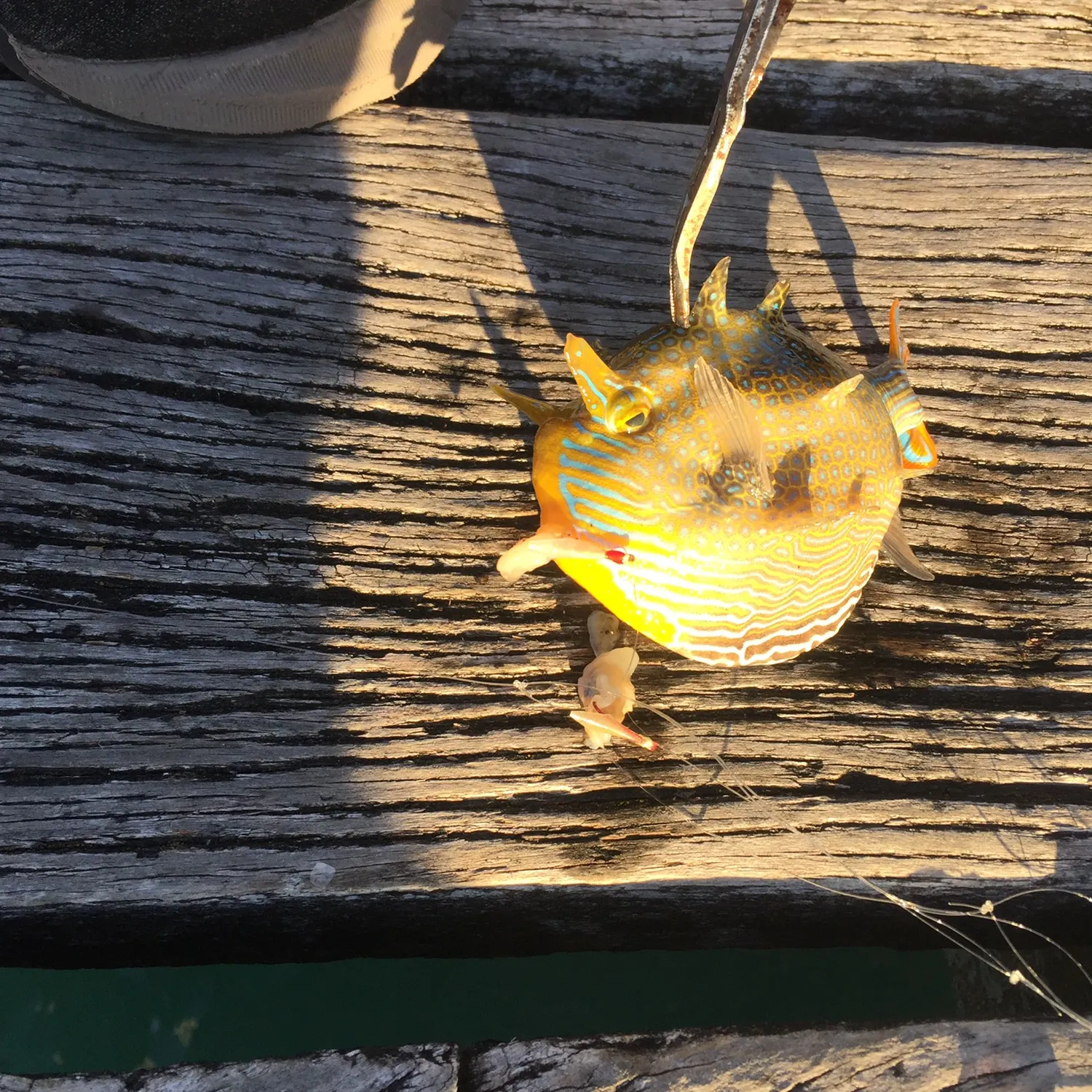 The most recent Ornate cowfish catches on Fishbrain
