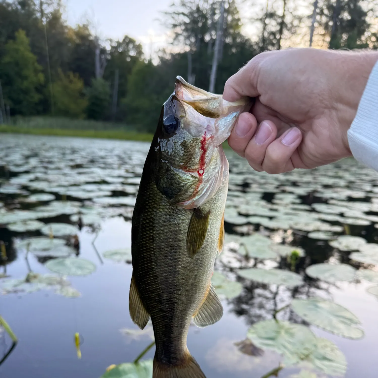 Largemouth bass caught on Fishbrain