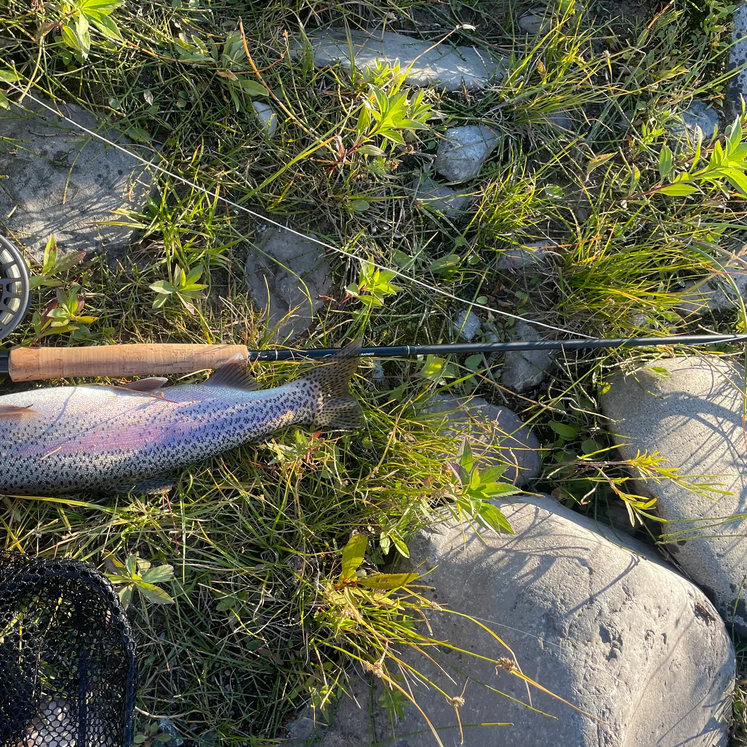 Fish caught on Fishbrain