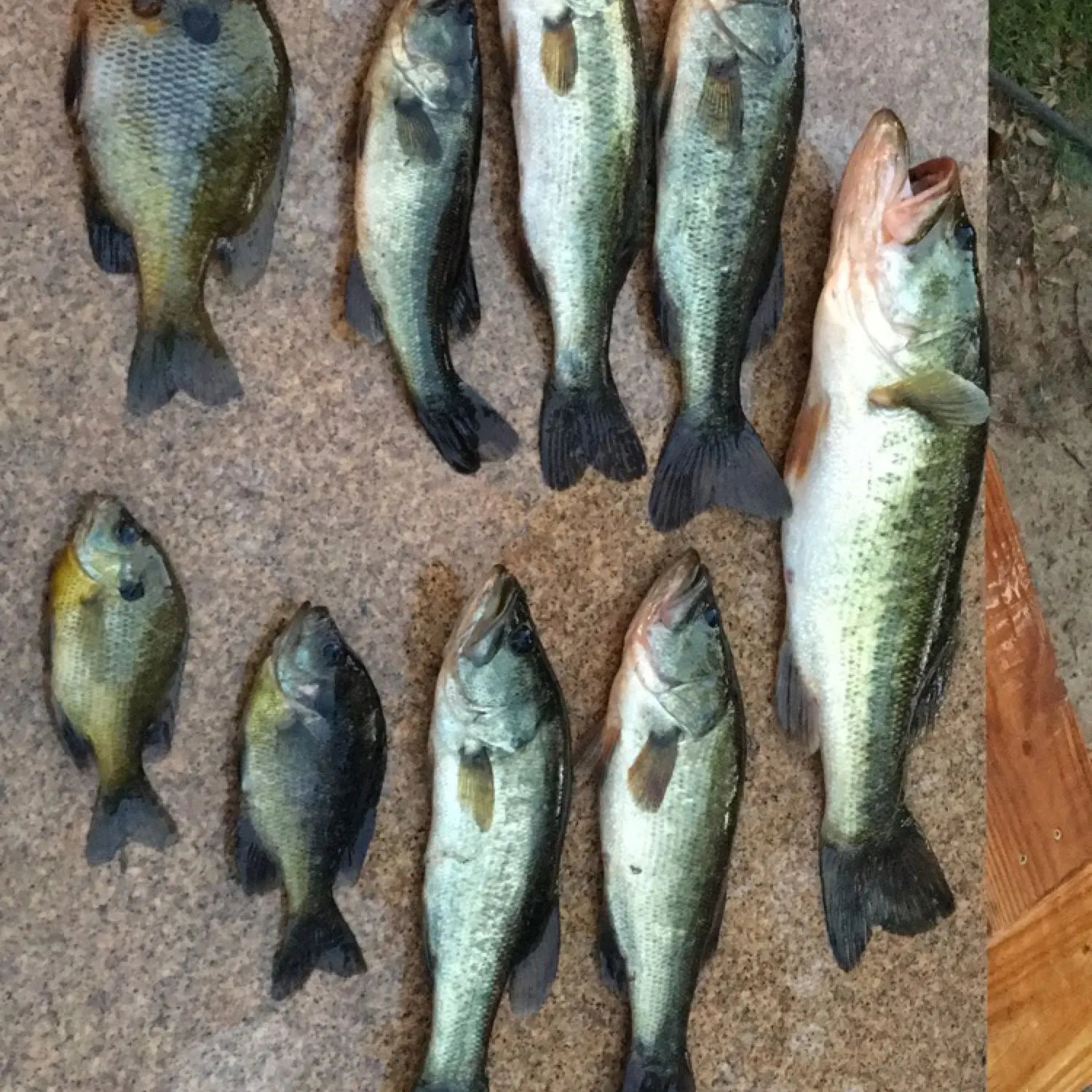 recently logged catches