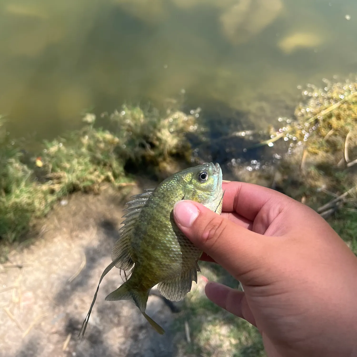Bluegill caught on Fishbrain