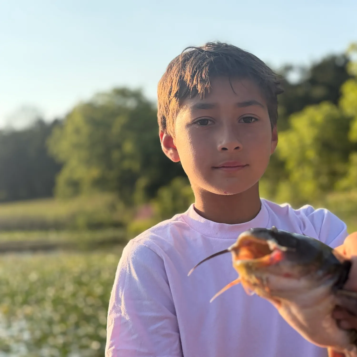 Yellow bullhead caught on Fishbrain