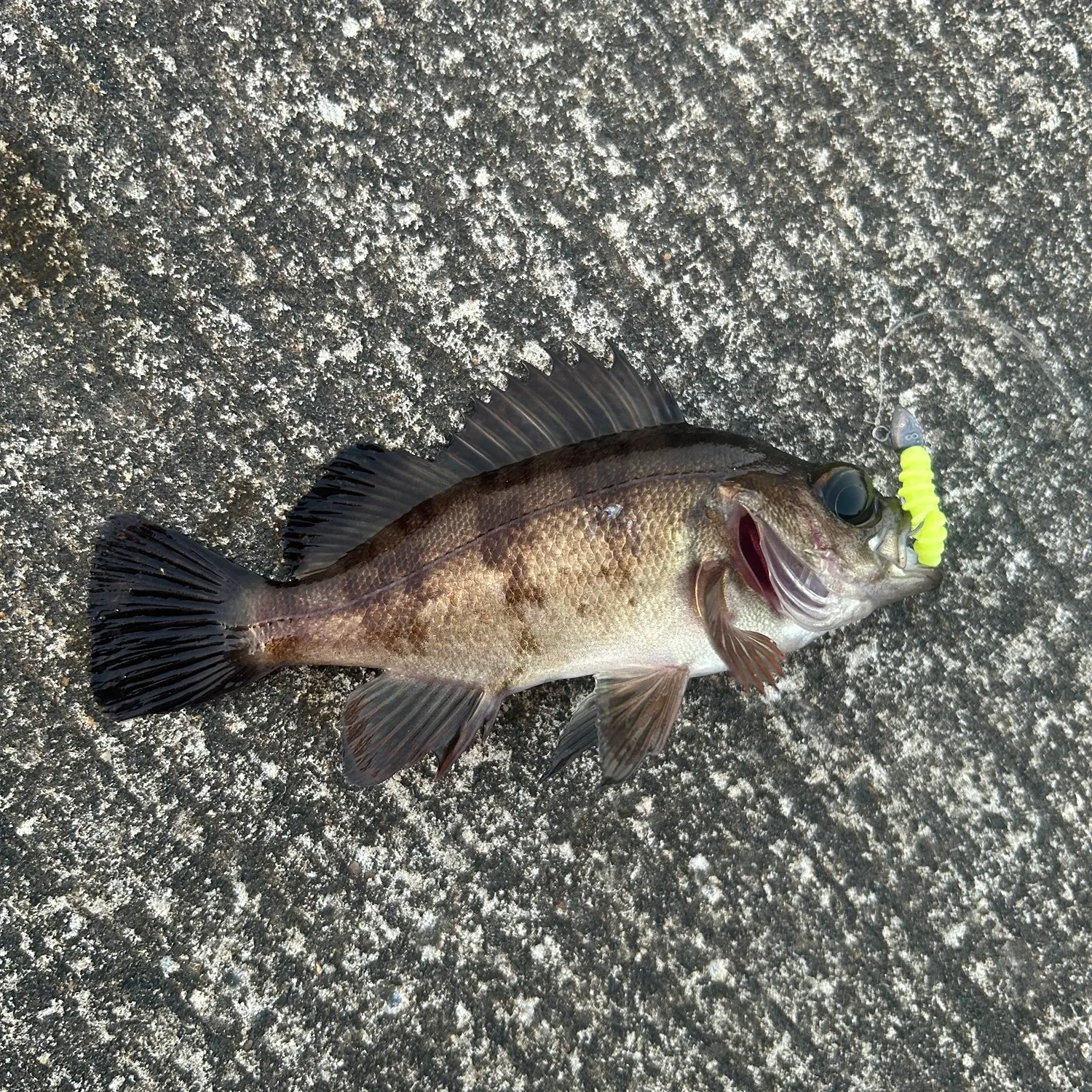 The most recent Black rockfish catches on Fishbrain