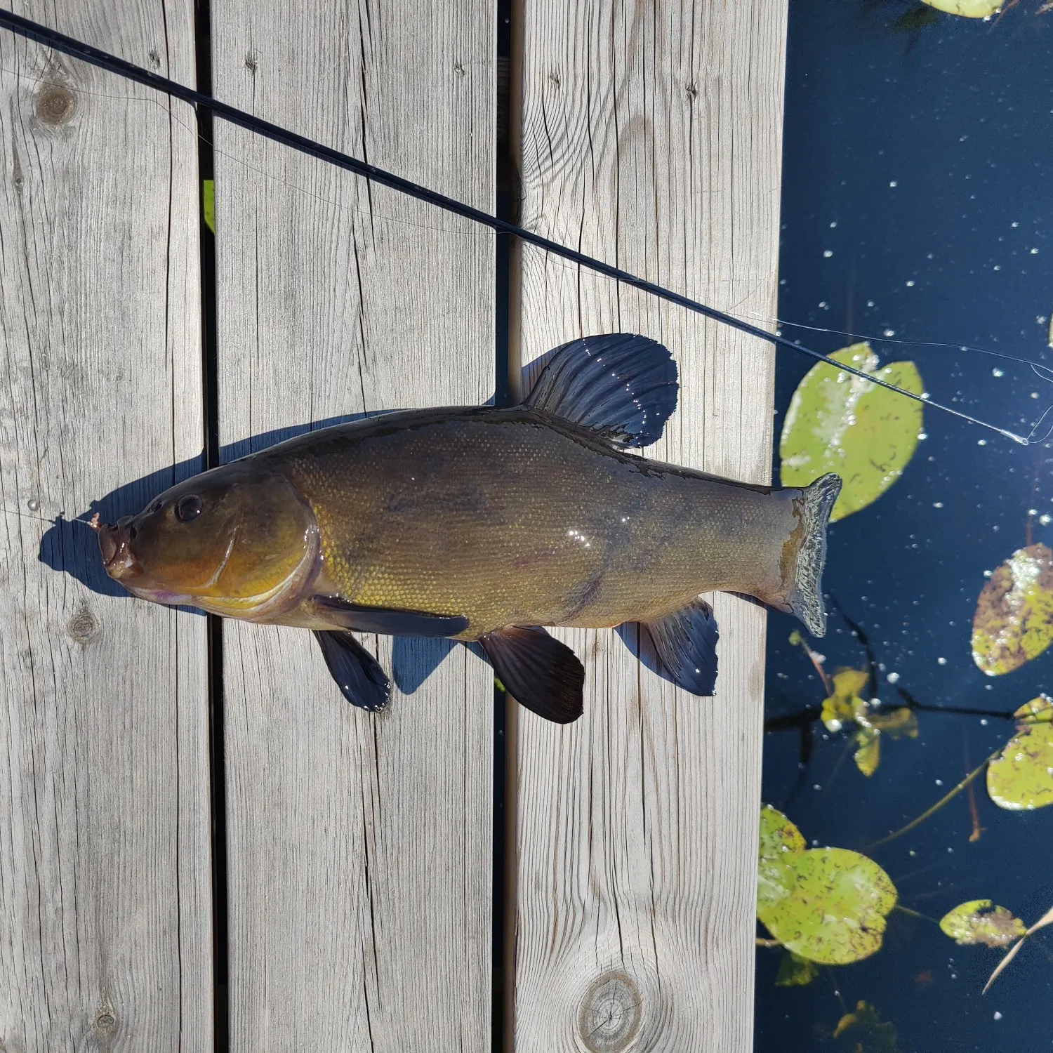 recently logged catches