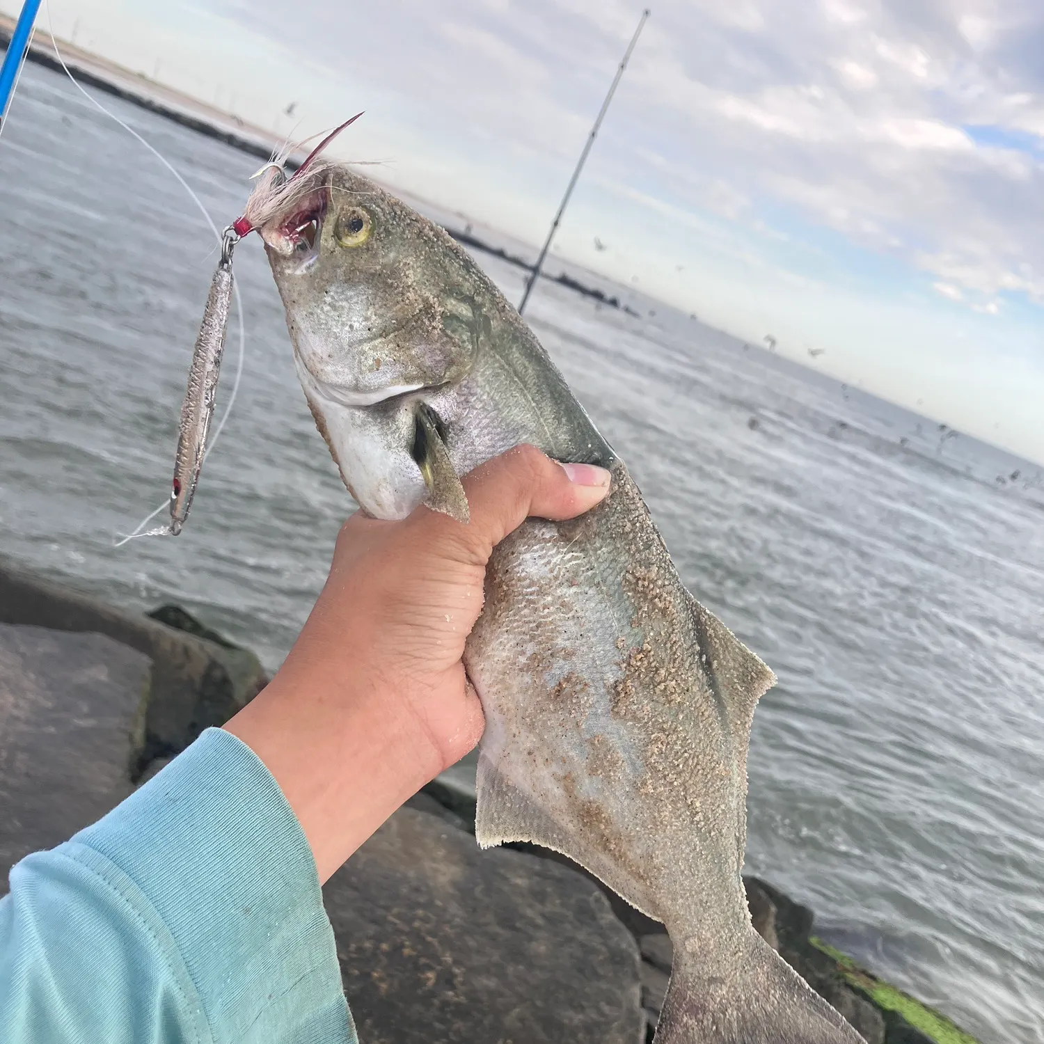 Bluefish caught on Fishbrain