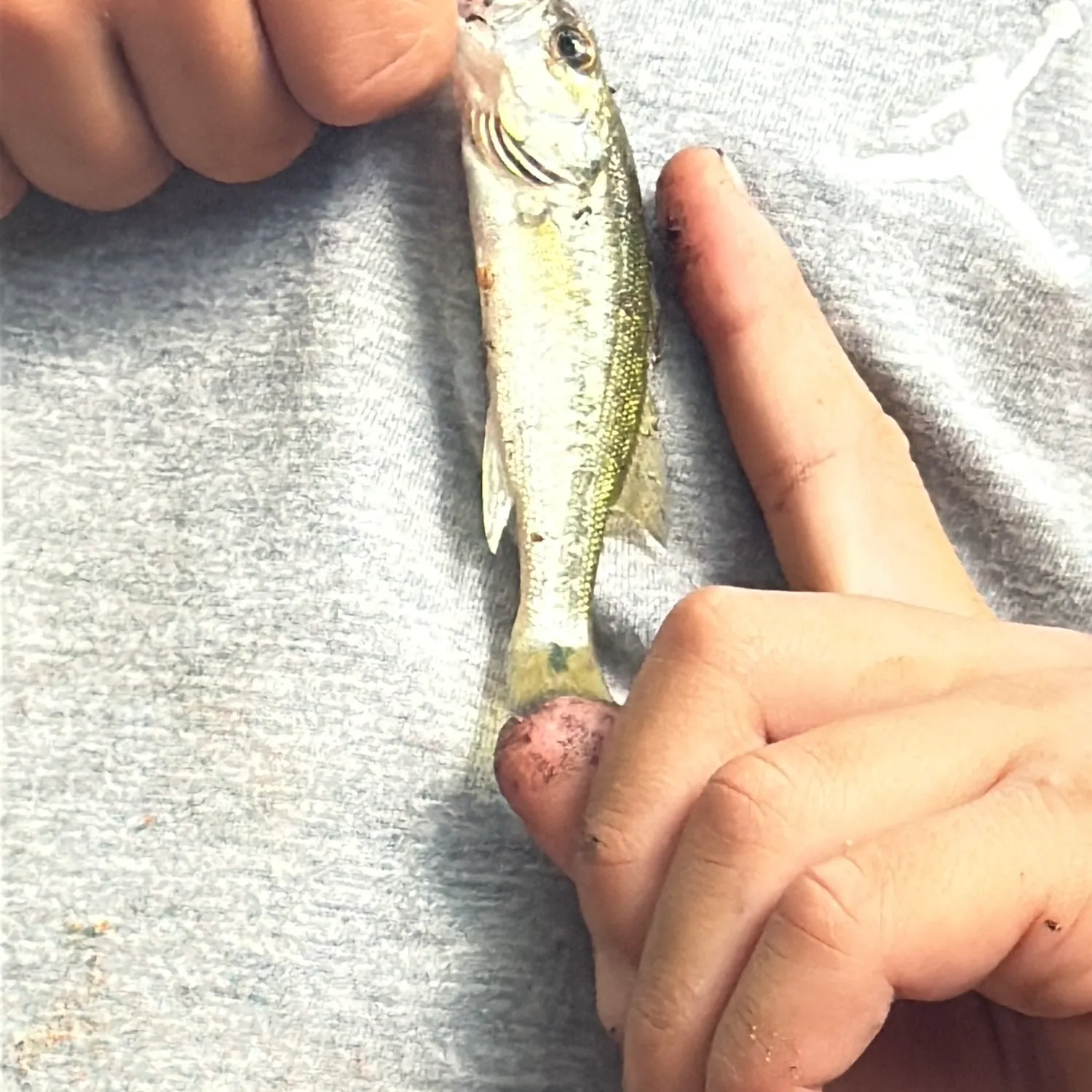 The most recent Creek chub catches on Fishbrain