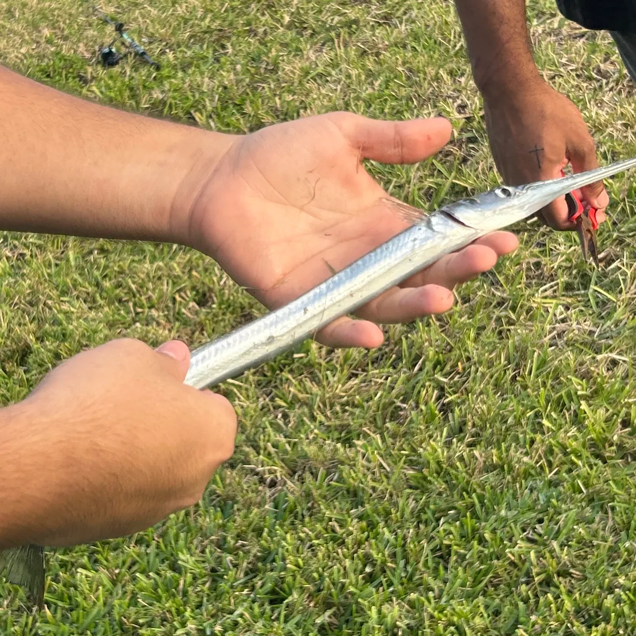 The most recent Atlantic needlefish catches on Fishbrain