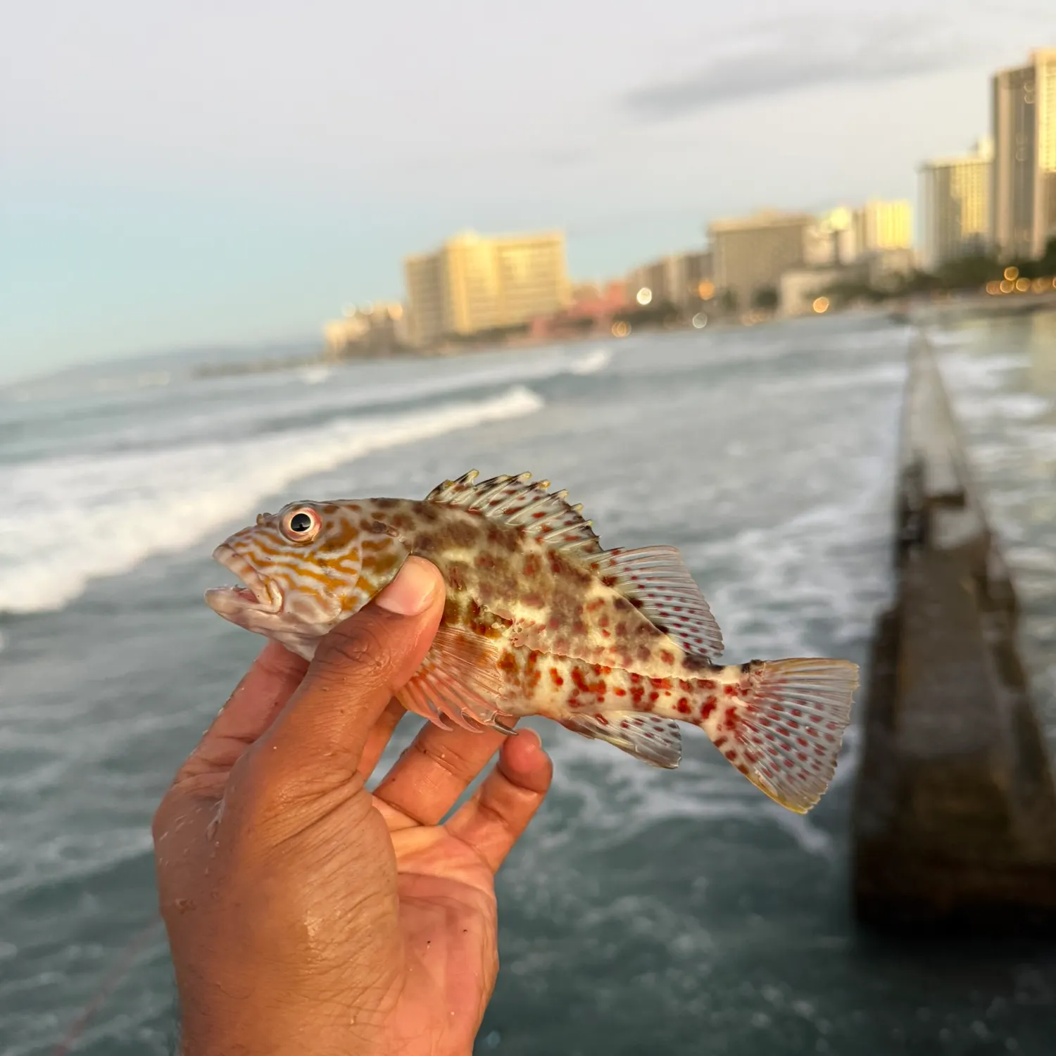 Stocky hawkfish caught on Fishbrain