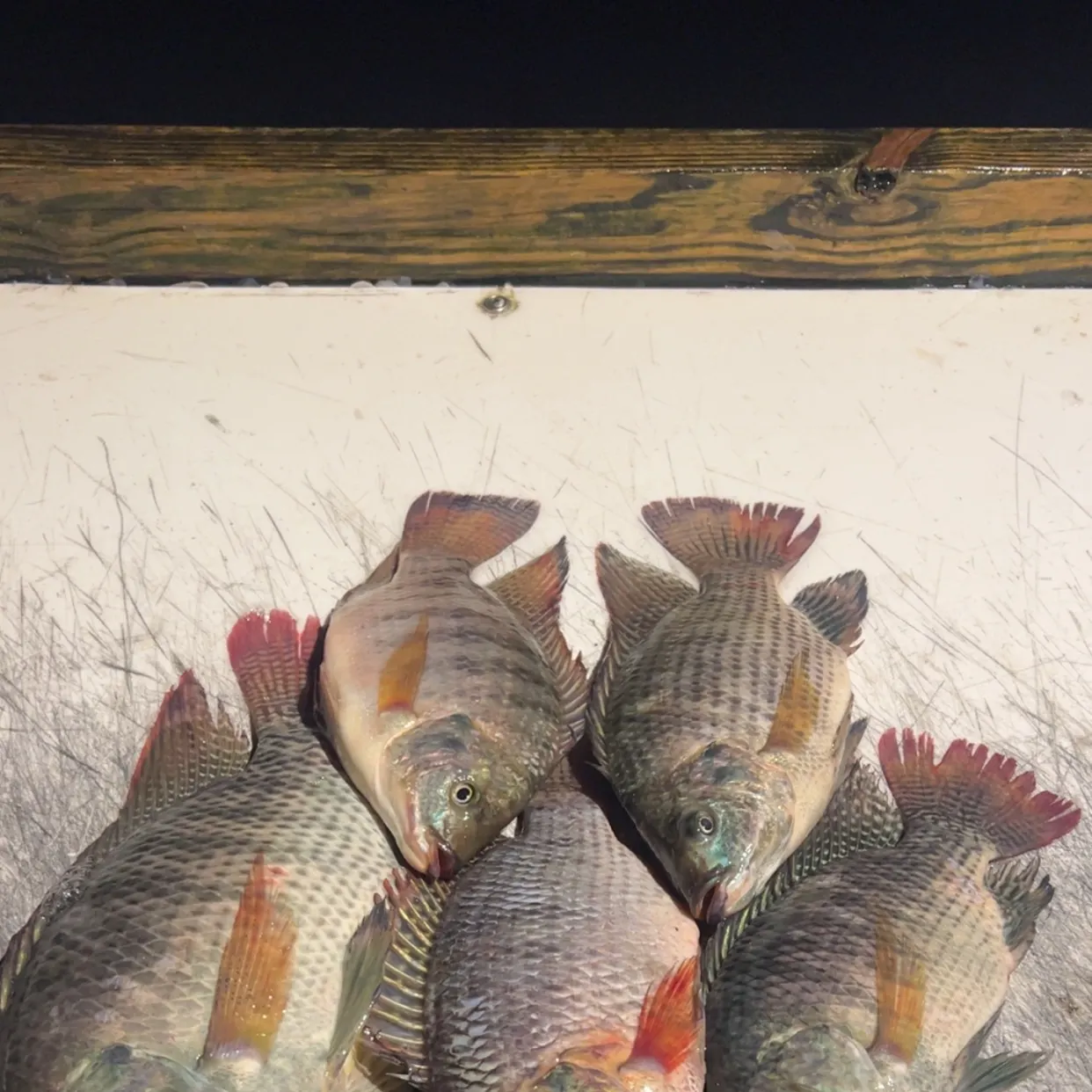 recently logged catches