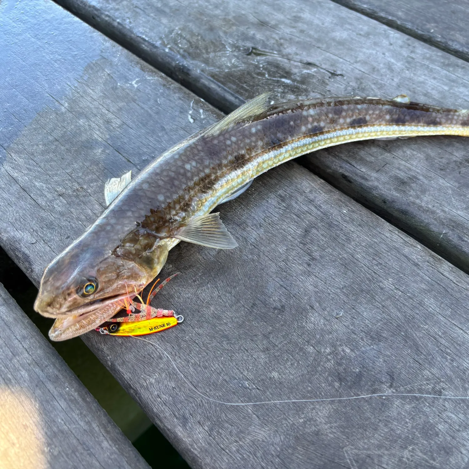 The most recent Inshore lizardfish catches on Fishbrain