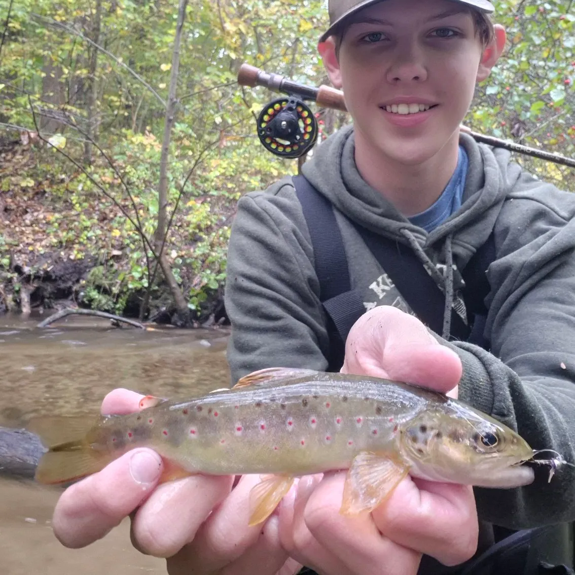 Brown trout caught on Fishbrain