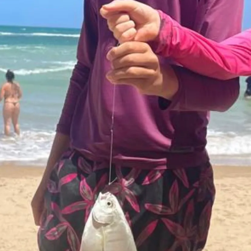 The most recent Palometa catches on Fishbrain