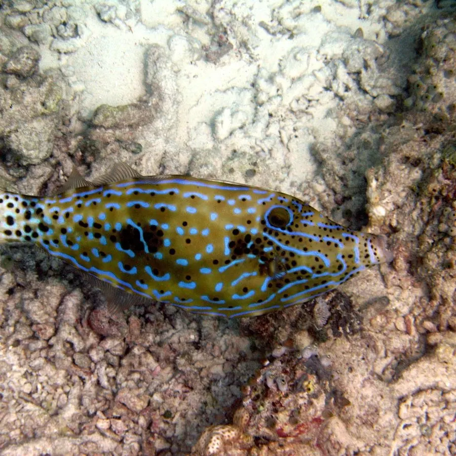 The most recent Scrawled filefish catches on Fishbrain