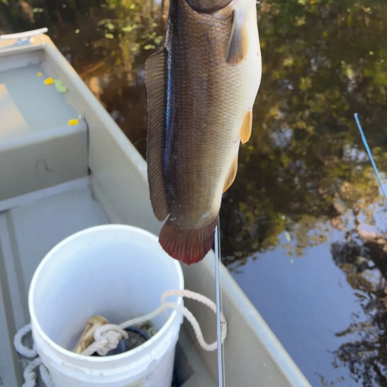 Ruddy bowfin caught on Fishbrain