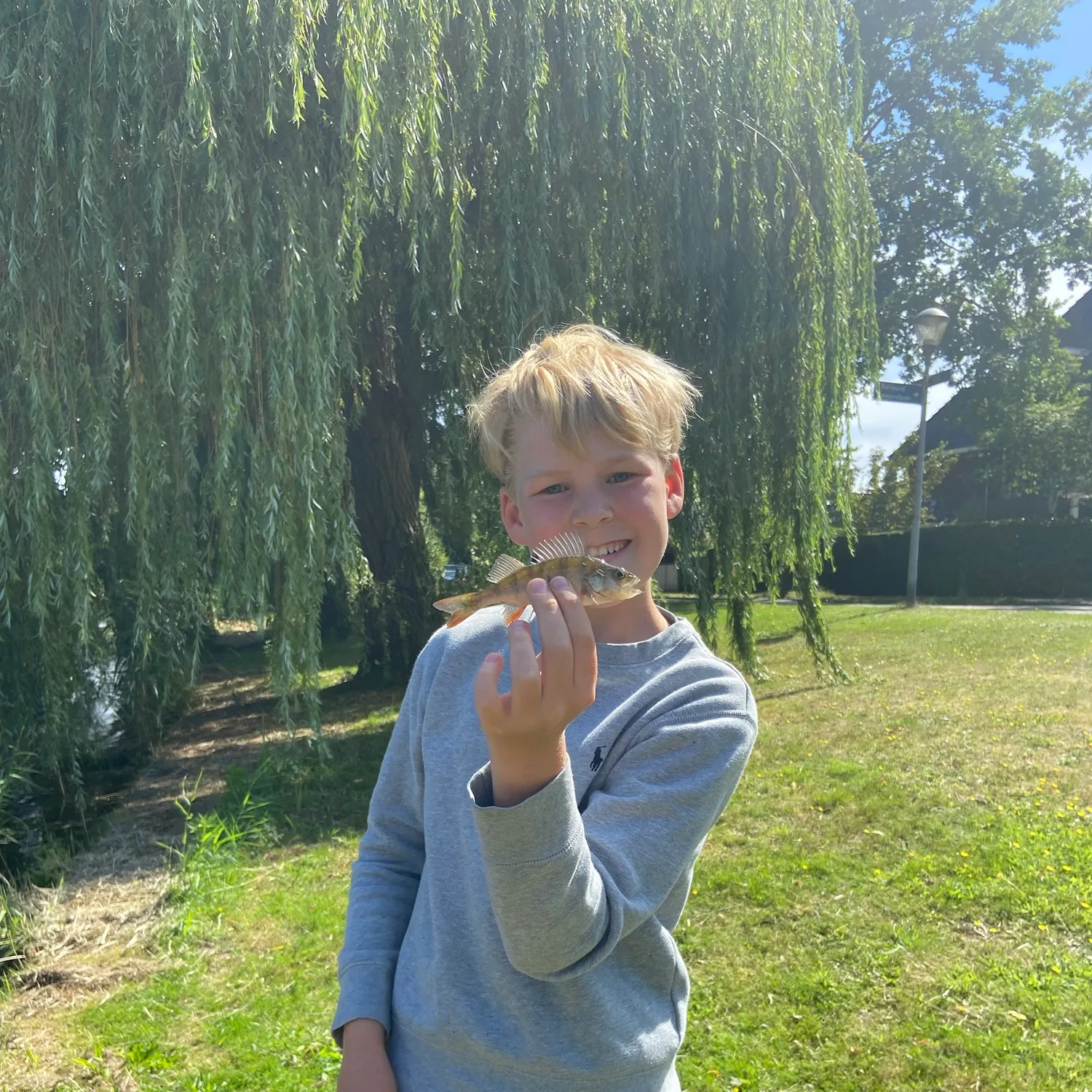 European perch caught on Fishbrain