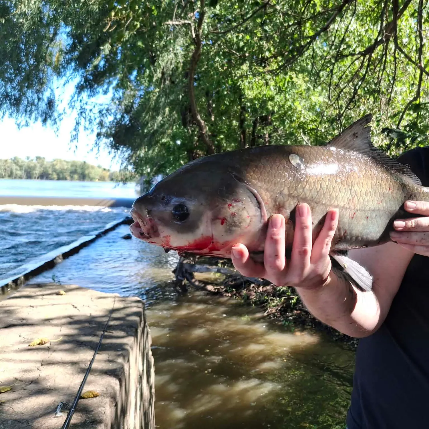 Bigmouth buffalo caught on Fishbrain