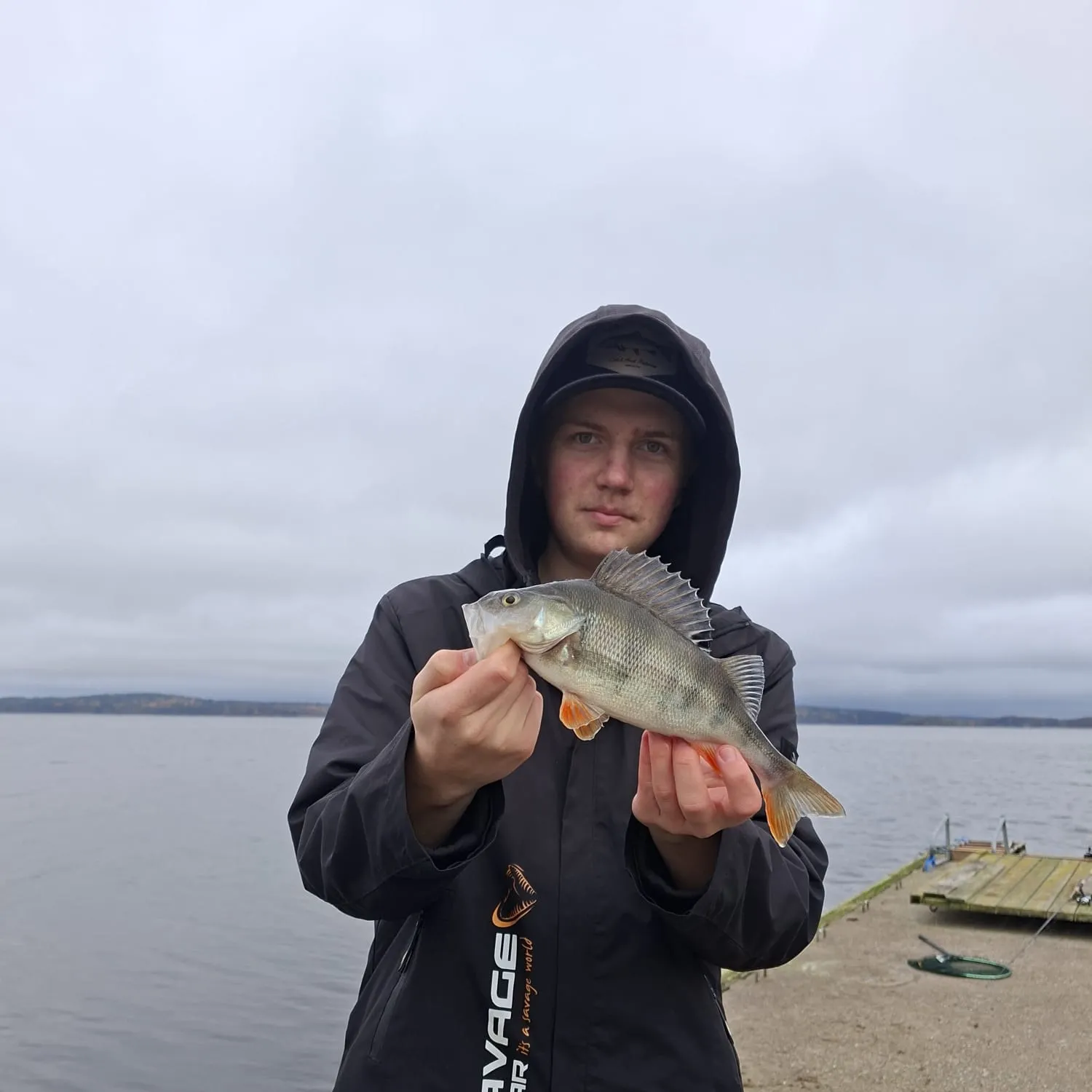 European perch caught on Fishbrain