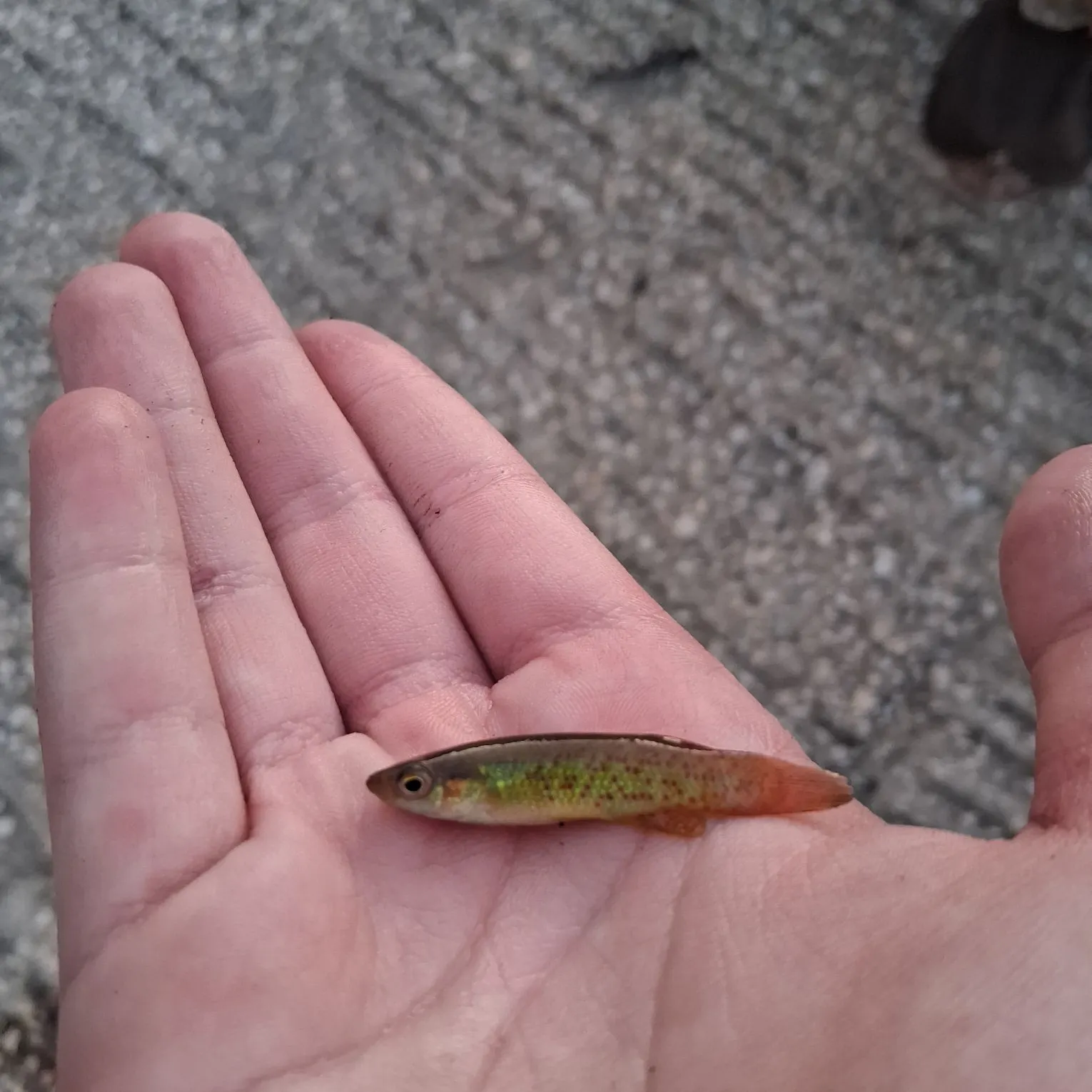 The most recent Golden topminnow catches on Fishbrain
