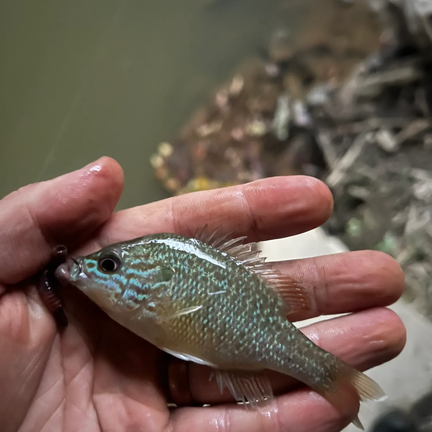 Longear sunfish caught on Fishbrain