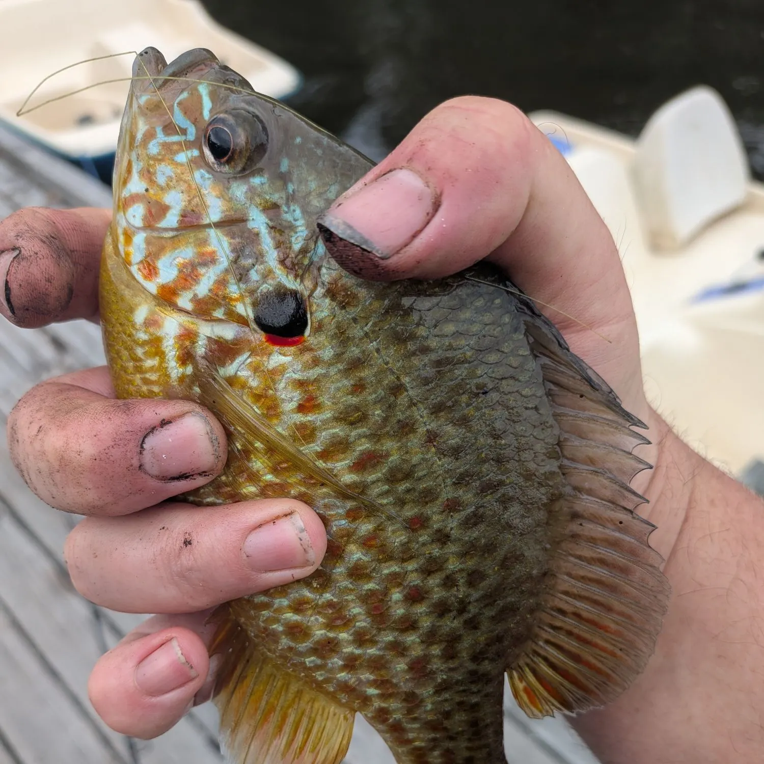 Pumpkinseed caught on Fishbrain