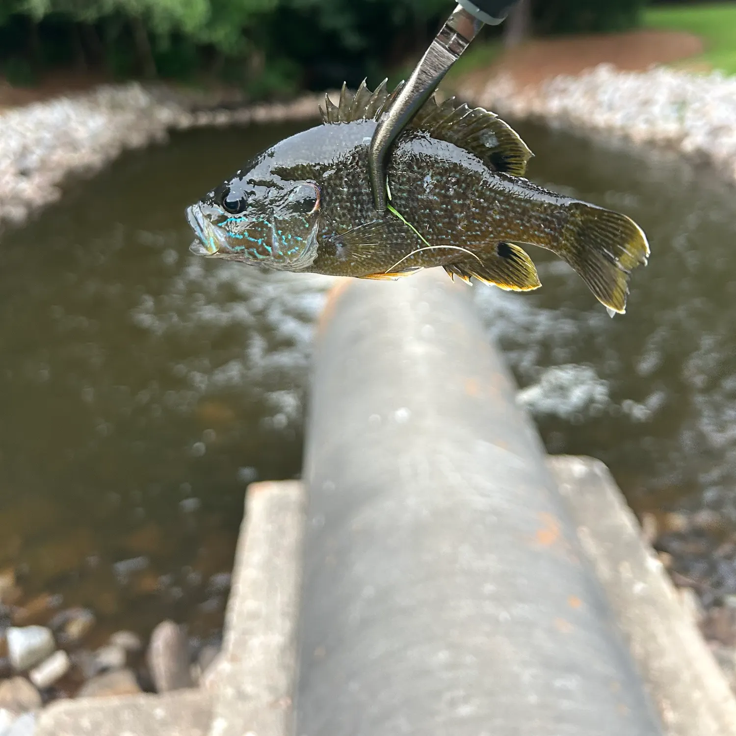 angler catch